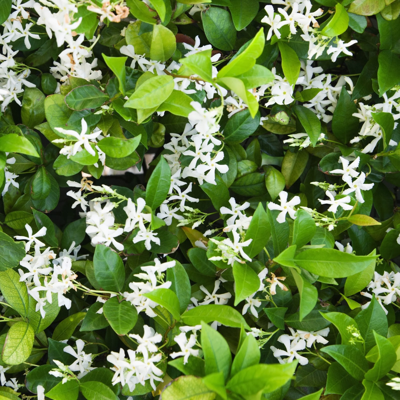 Jasmin (Fiches plantes) - Plantes et Jardins